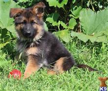 german shepherd puppy posted by Von Alten Zedernwald
